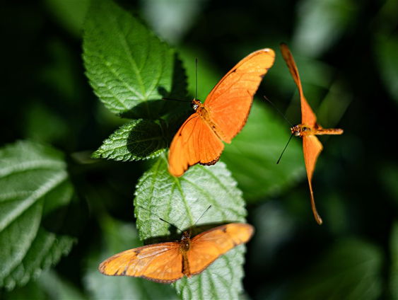 De Jaargetijden: Voorjaarsvlinders