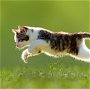 Lekkere Track: Internationale Kattendag