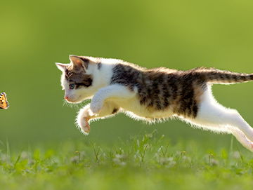 Lekkere Track: Internationale Kattendag