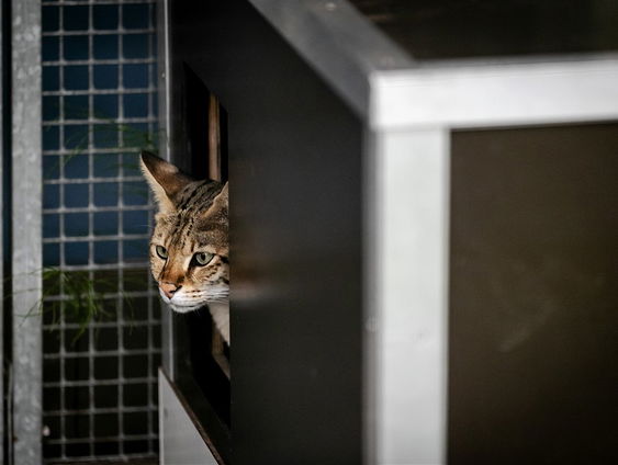 De Jaargetijden: exotische huisdieren