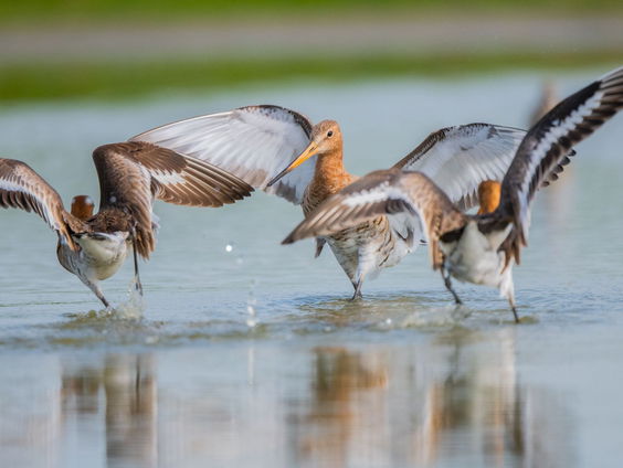 Mooi Moment: Voorjaarspret