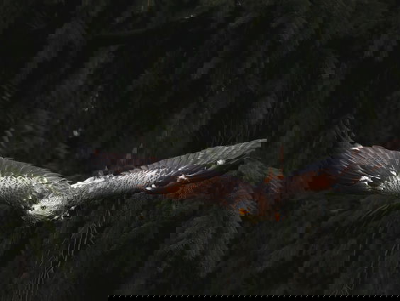 Lekkere Track: Dimanche