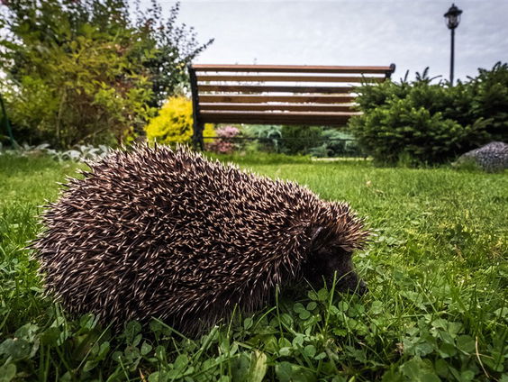 Nederlandse natuur in gevaar volgens WNF