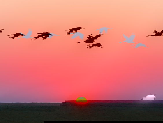 Lekkere Track: Kippenvel