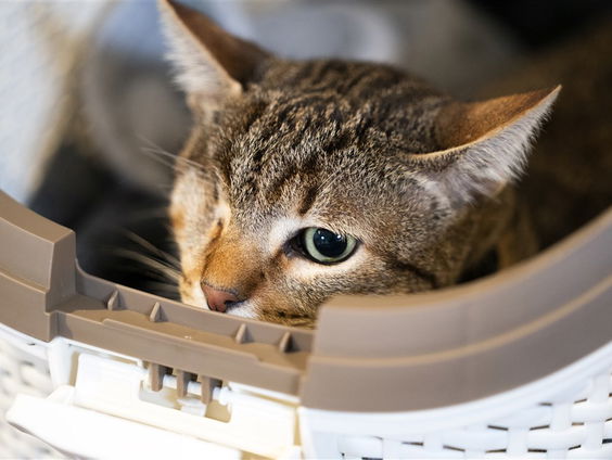 Steeds drukker bij voedselbank voor dieren