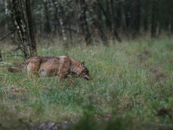 De Jaargetijden: De Wolf