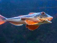 De dromenvanger, nr. 224: Poon