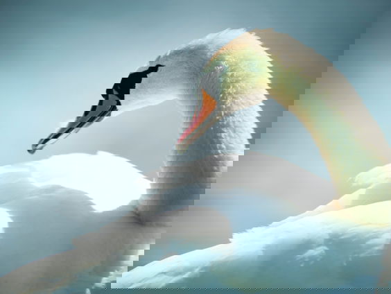 Lekkere Track: Een zwaan op de stoep