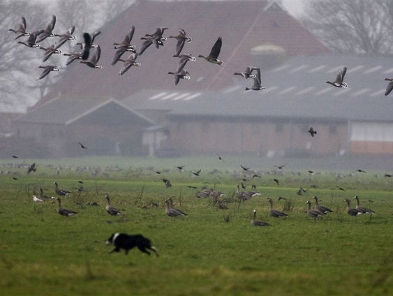 Planoloog maakt wandelend toekomstplannen voor Noord-Nederland