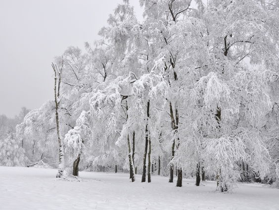Gedicht: Sneeuw, van Roland Jooris