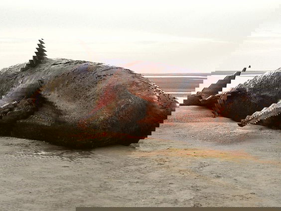 De dromenvanger, nr. 142: Potvis