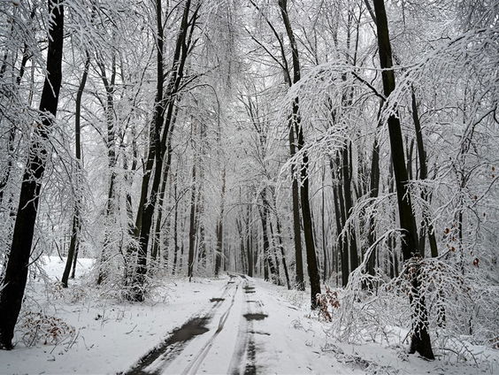 Menselijke Maat: "Boszegels" sparen voor het klimaat
