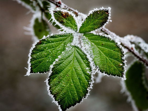 De Jaargetijden: overwinterende planten