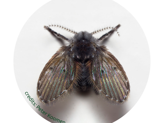 De Jaargetijden: Insecten