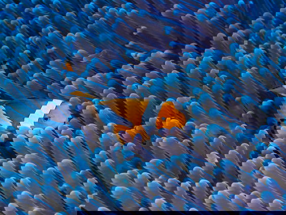 Stemtip 3: Thomas Newman - Finding Nemo