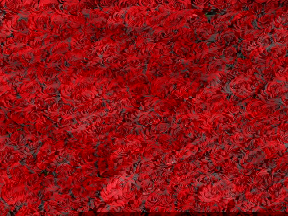 Amy's Schrijf van Vijf