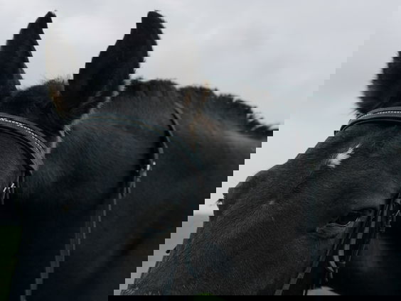 Kettingreactie 19 juli 2022