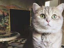 Hollandse Nieuwe! Fantasia! van Pauline Oostenrijk, deel IV: Pam