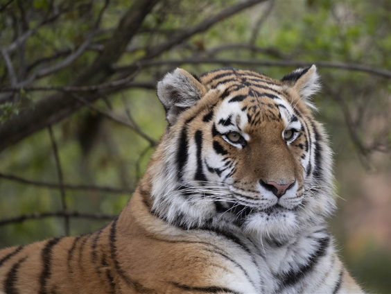 Wereld Natuur Fonds maakt zich zorgen over de tijger