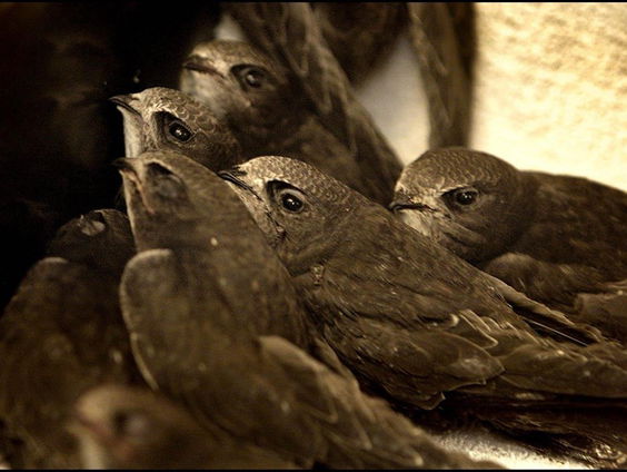 De Jaargetijden: Gierzwaluw weer in het land