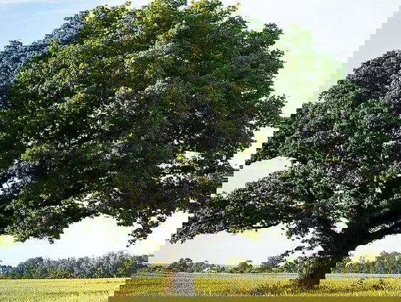 Gedicht: Afgunst, van Marc Tritsmans