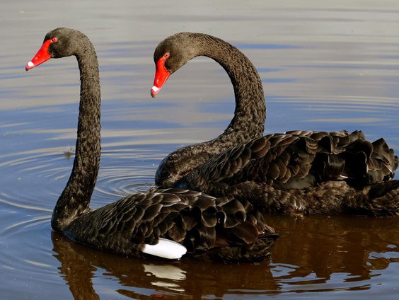 Gedicht: Zwarte zwanen van Lut de Block