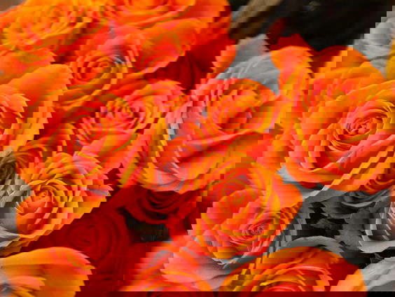 Amy's Schrijf van Vijf