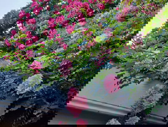 Lekkere Track: Klimrozen in volle bloei