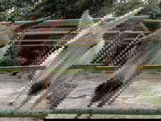 Lekkere Track: Dubbelopdierennamen