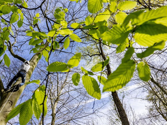 Je kan stemmen op de meest bijzondere boom van Nederland