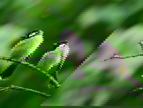 Het Pieterpad: Herman Strategier