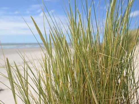 Gedicht: Liefde helmgras en distel, van Hester Knibbe