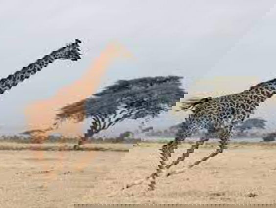 Gedicht: Dit is niet een giraffe, van Esther Jansma