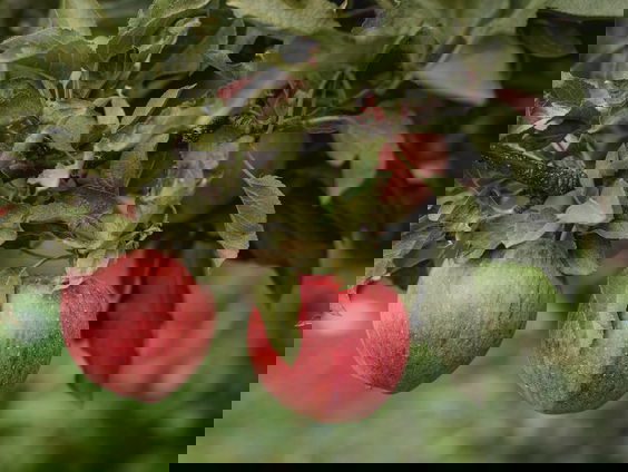 Lekkere Track: 's werelds eerste lekkere trek