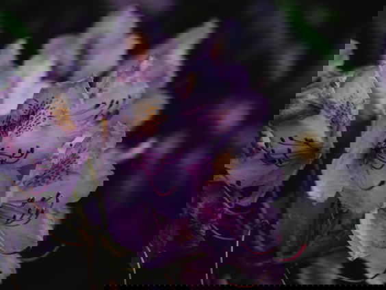 Lekkere Track: Rododendrons