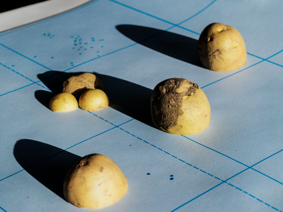 De Audiotour: Curator Hinds Haest over 'Cooking Potato Stories' in Foam