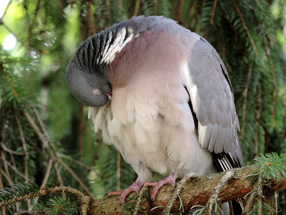 Kettingreactie 29 december 2021