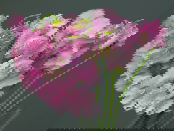 Lekkere Track: Lathyrus