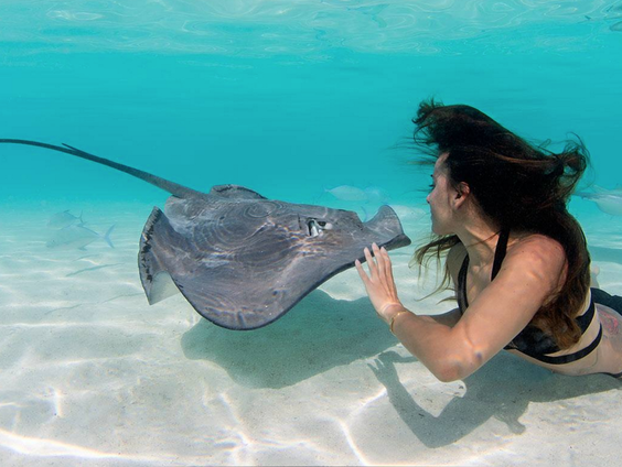 De dromenvanger nr. 49: Pijlstaartrog