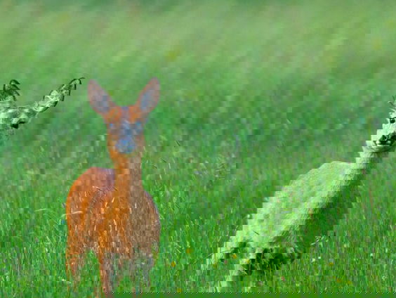 De dromenvanger, nr. 50: "Reetje"