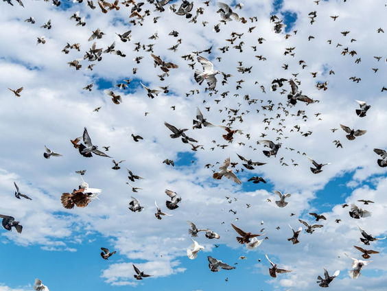 Gedicht: De vogels, van Andreas Oosthoek