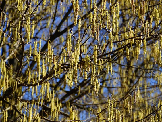 Gedicht: Opnieuw, van Anton van Wilderode