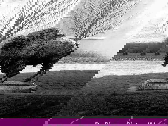 Buitenkunstverkiezing 2022: 'De Bizon' van Pieter d'Hont