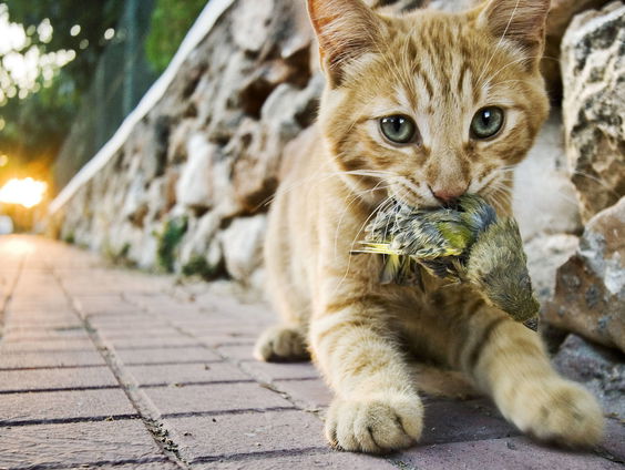 Gedicht: Requiem voor een kat, van F.Starik