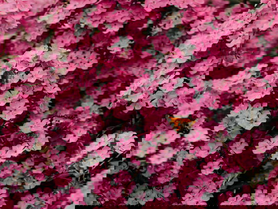 Mooi Moment: Bloemen en felicitaties