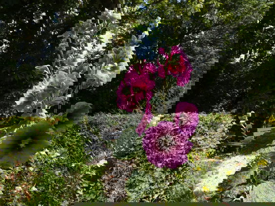 Gedicht: In vredesnaam, van Jana Beranova