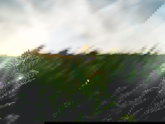 Lekkere Track: Ochtendmuziek