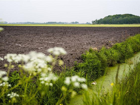 Boeren gebruiken kruidenrijk graszaad in plaats van kunstmest