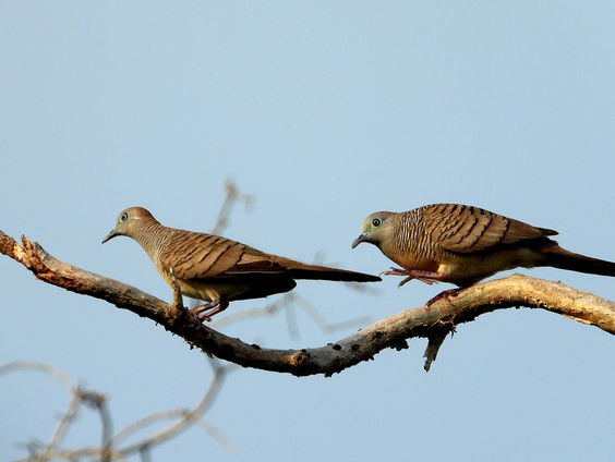Kettingreactie 3 april 2023