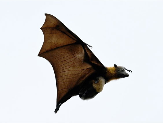 De Jaargetijden: vleermuizen